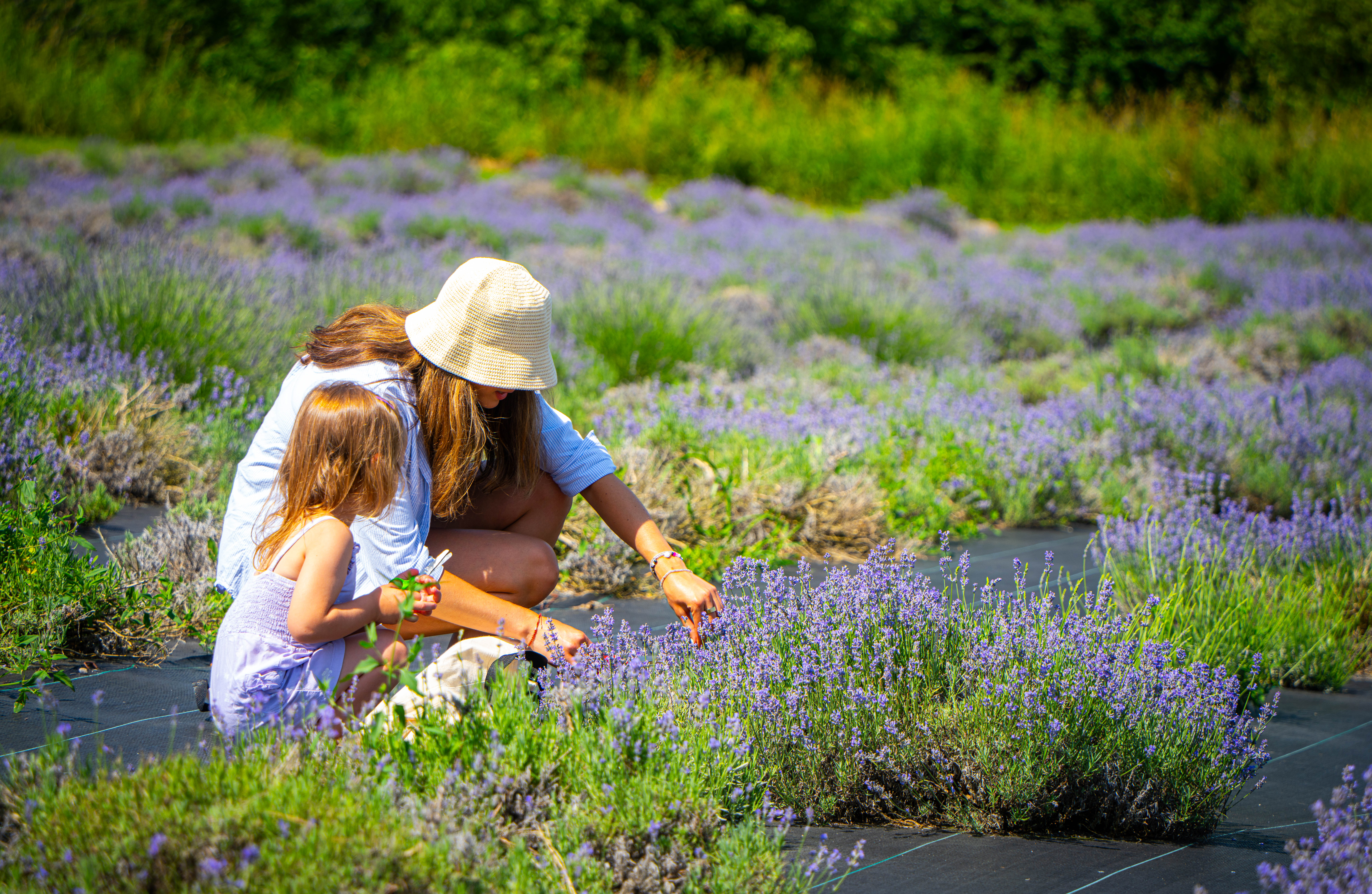 mother and daughter picking their own lavender plants in field