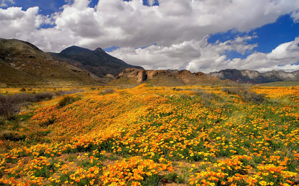 Castner Range is home to 7,081 acres of West Texas beauty and has historical significance that dates back thousands of years. For many, it's best known for its  display of Mexican Gold Poppies. (Photo Credit: Mark Clune)