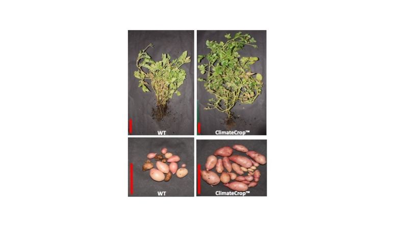 ClimateCrop Potato - 90% more yield.