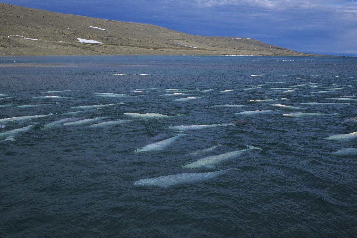 Beluga whales