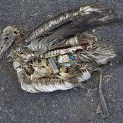 Dead seabird