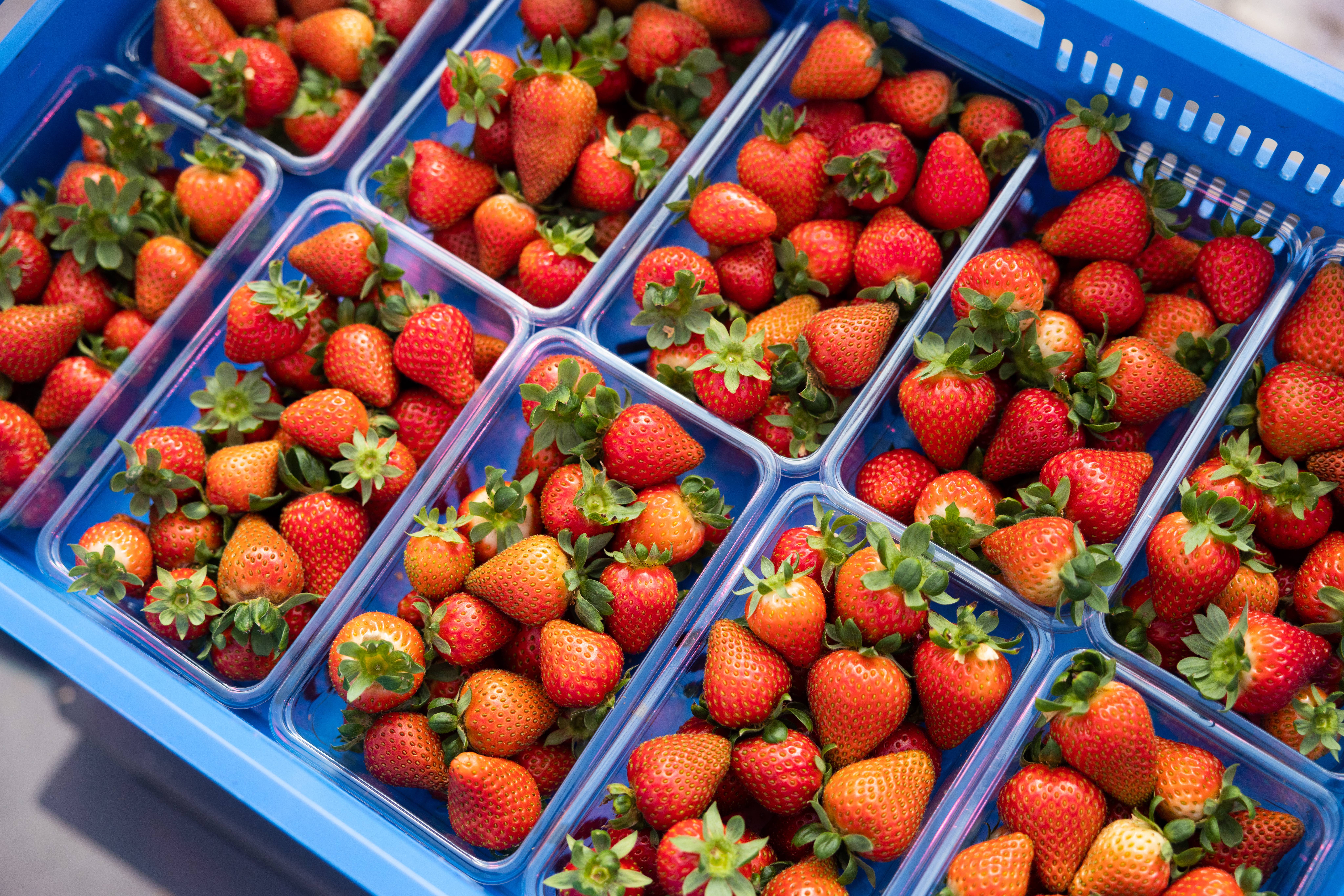 Strawberry punnets from AppHarvest Somerset