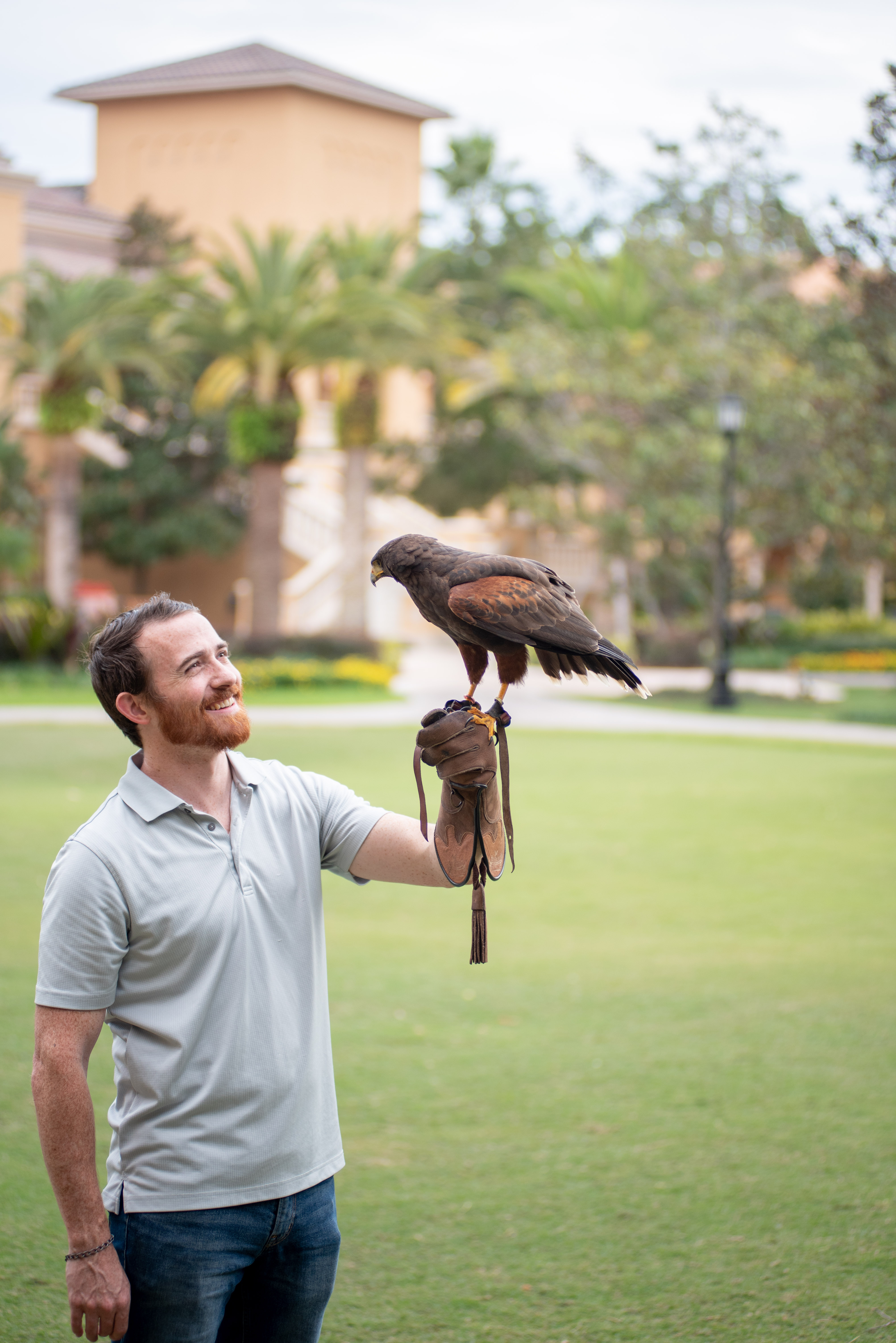 Falconry Photo