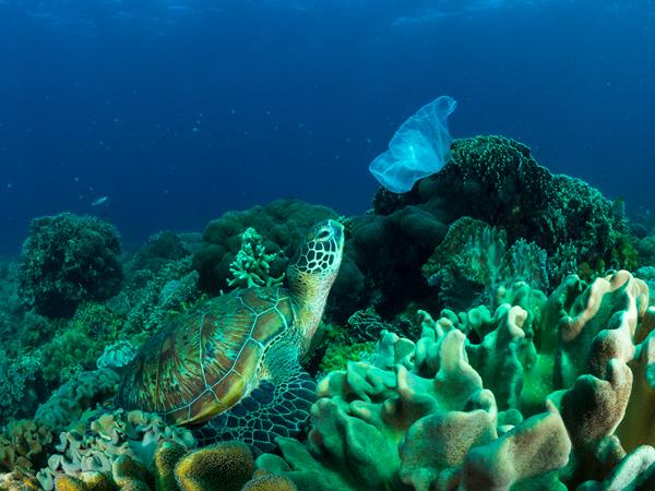 Une tortue de mer examine un sac de plastique 