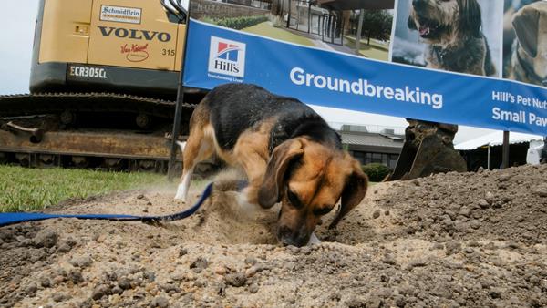 'Small Paws' beagle breaks ground. 