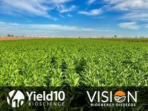 2024.02_Yield10_VISION_LicenseAgreement_HT-Camelina_Biofuel