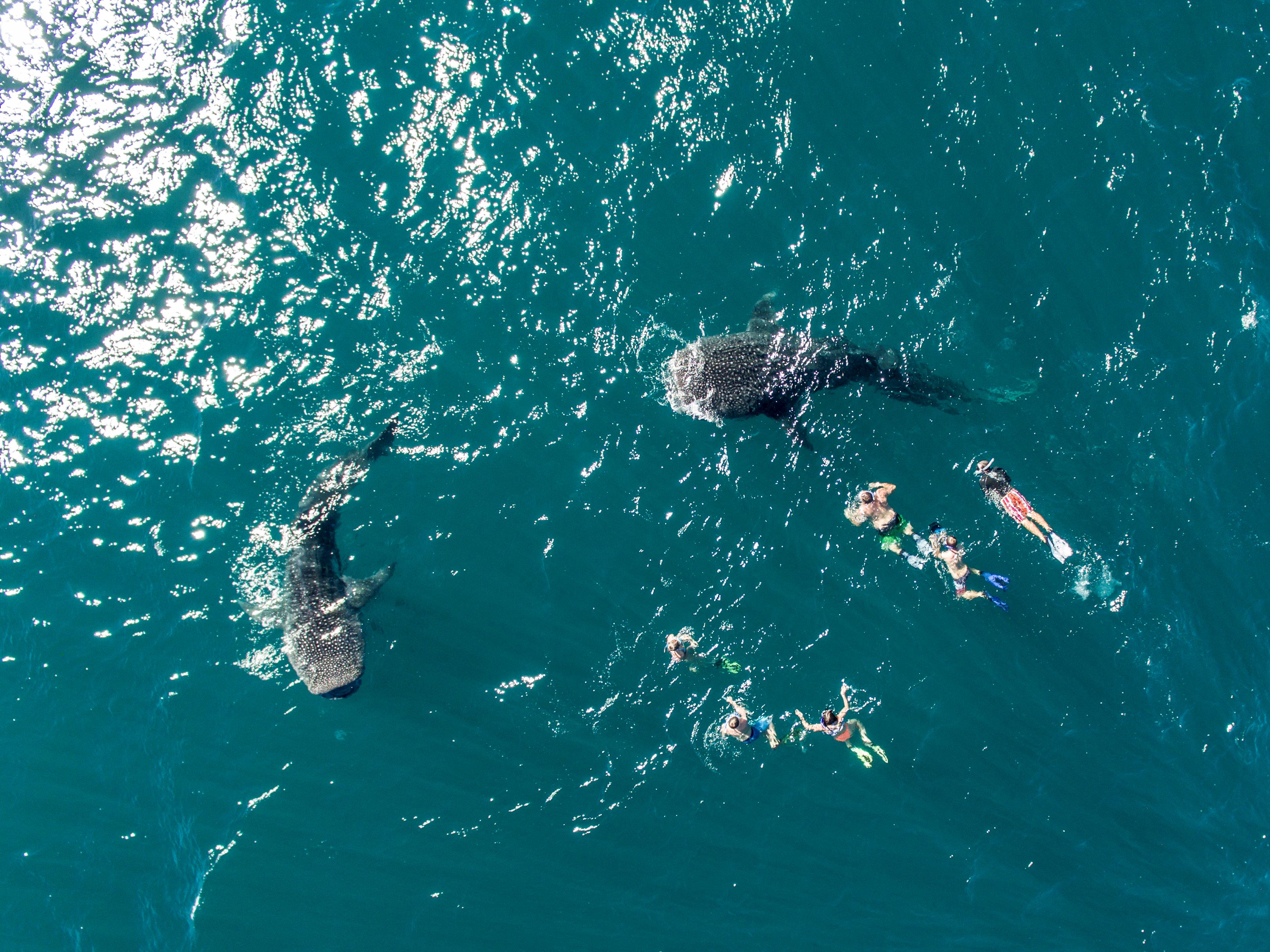 Swim with the gentle giants-whale sharks in the crystal-clear waters of La Paz, Baja California Sur