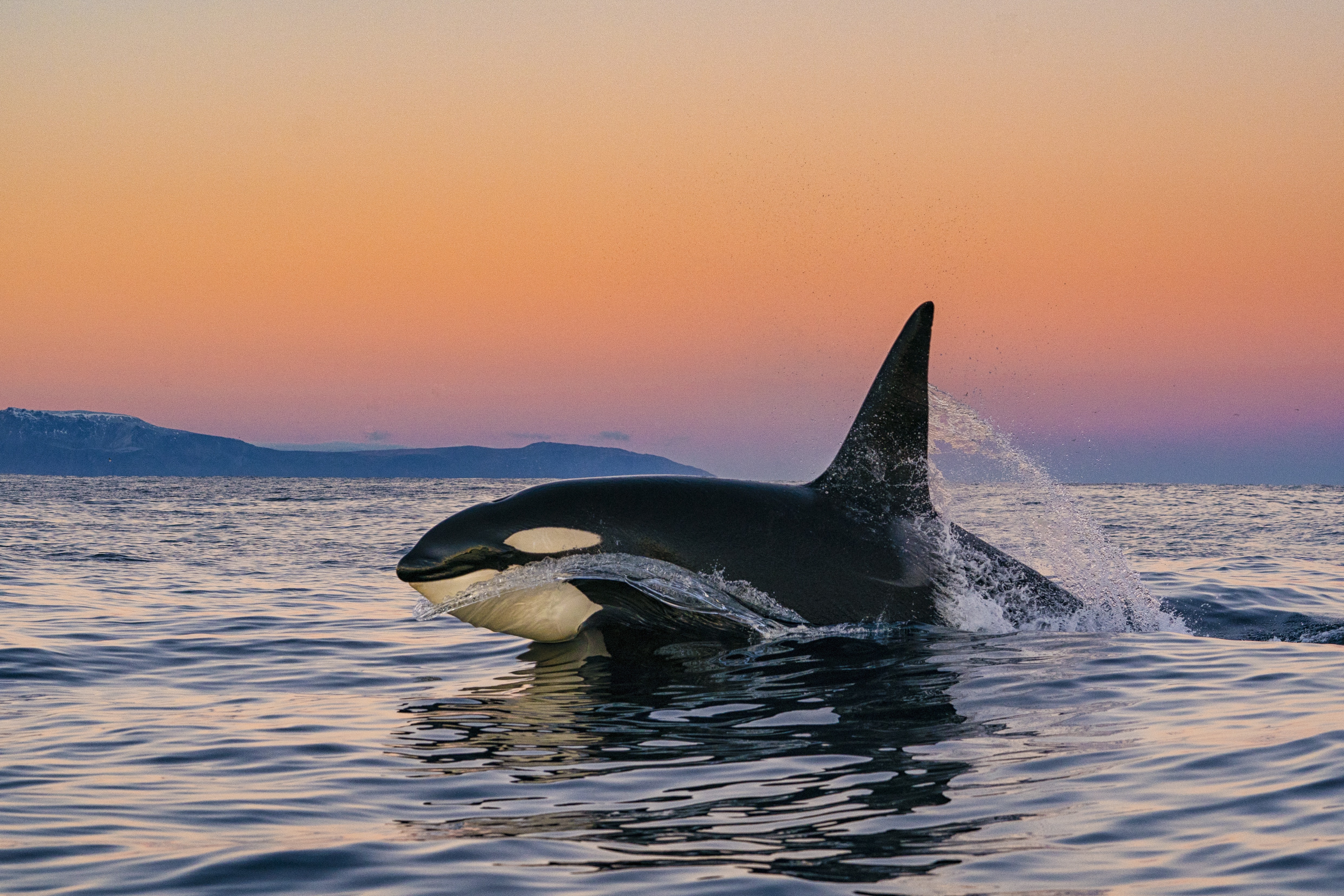 Photo Credit: Cristina Mittermeier, Norway. "Marine life in the Lofoten region of northern Norway is robust, healthy and unique. It is now permanently protected from oil development for generations to come." - Cristina Mittermeier, Co-founder of SeaLegacy.