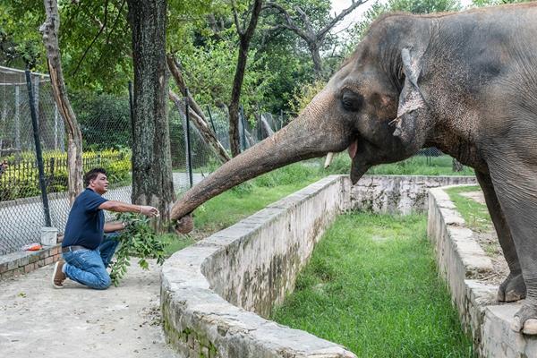 Mission Leader Dr. Amir Khalil feeds Kaavan the elephant, slowly approaching him to gain the elephant's trust.

Copyright: © FOUR PAWS

