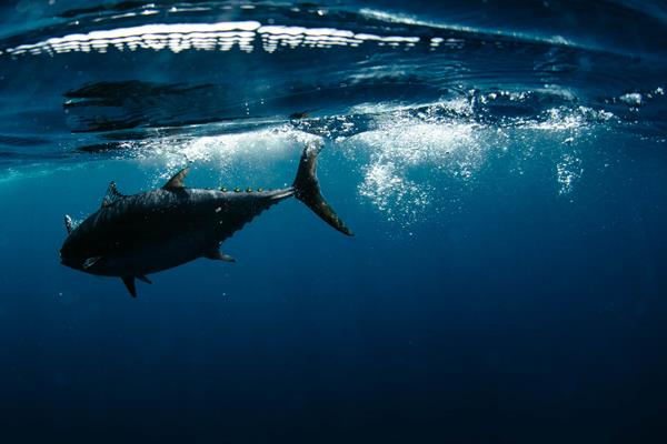 Pacific Albacore Tuna - credit Tofino Resort + Marina & Jeremy Koreski