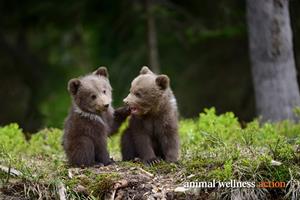 Bear Poaching Elimination Act
