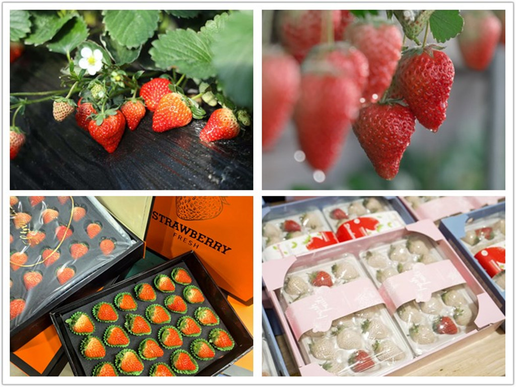 Zhuanghe strawberries from Liaoning, China hit the market early