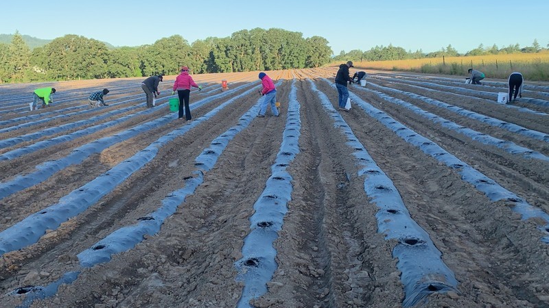 Oregon Hemp Farm