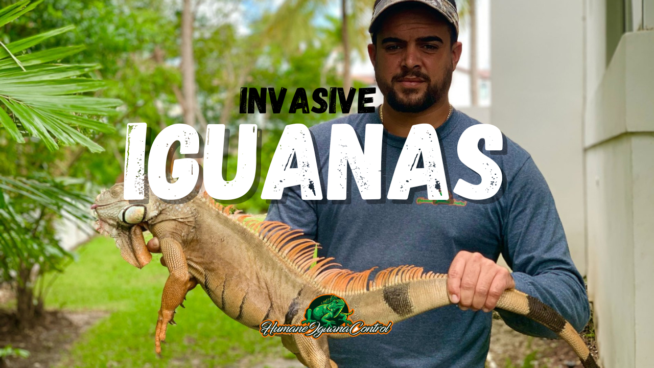 Invasive Iguana's In Miami