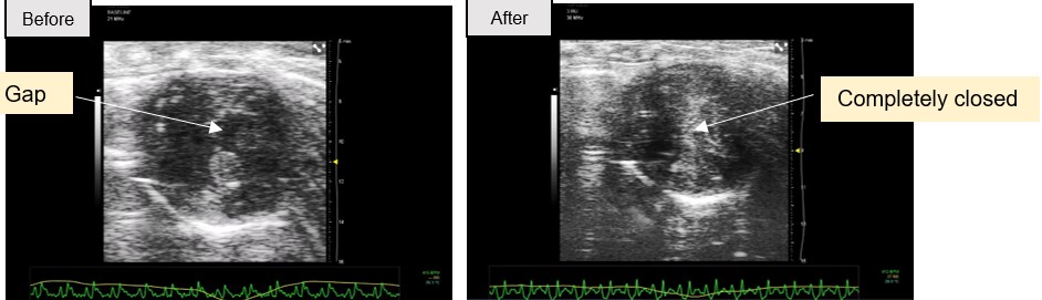 Echocardiograms of the bat’s heart, showing before and after dobutamine administration respectively.