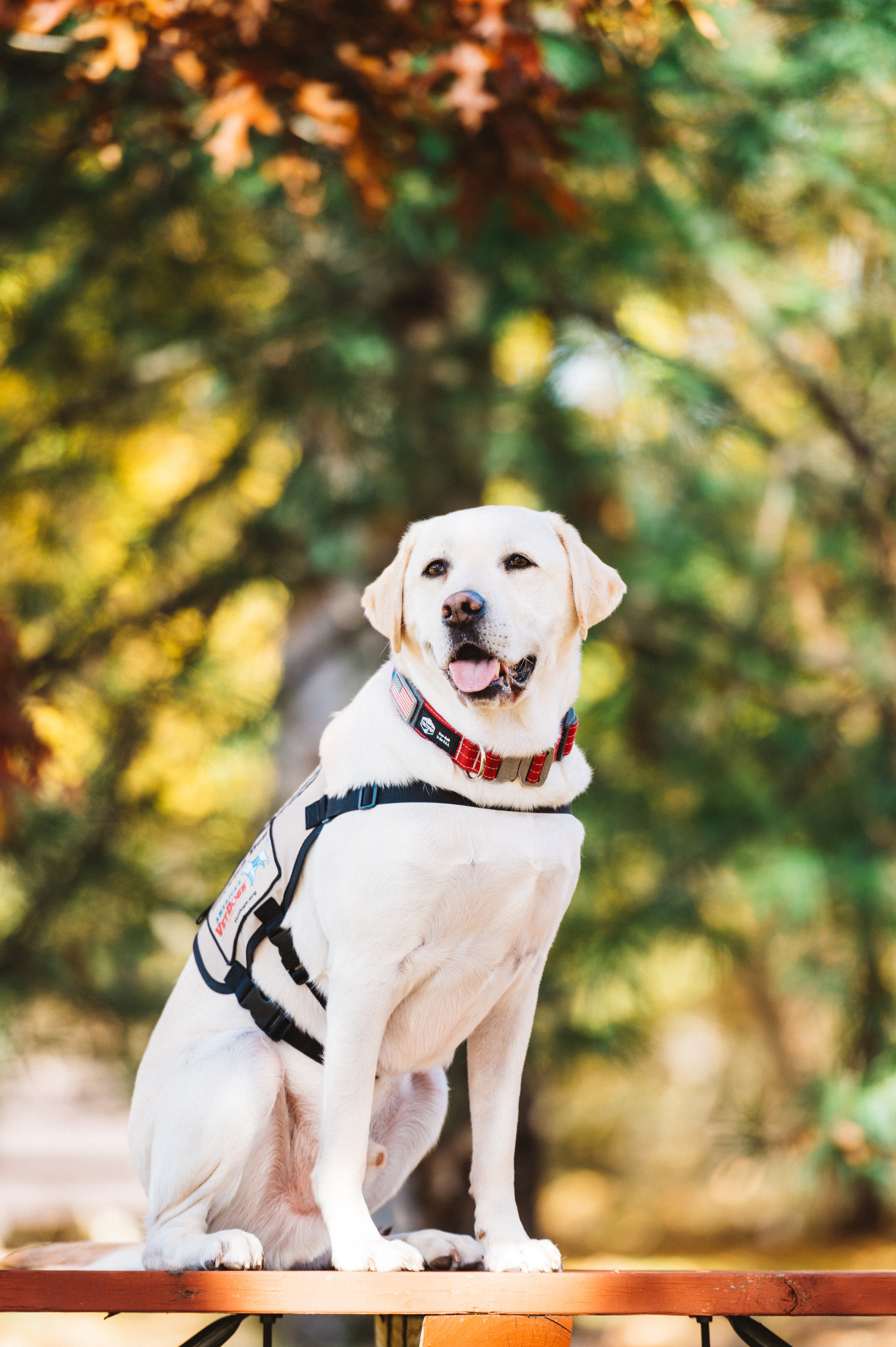 America’s VetDogs’ Sully H.W. Bush Honored at National Service Animals Memorial 2nd Annual Purple Poppy Awards