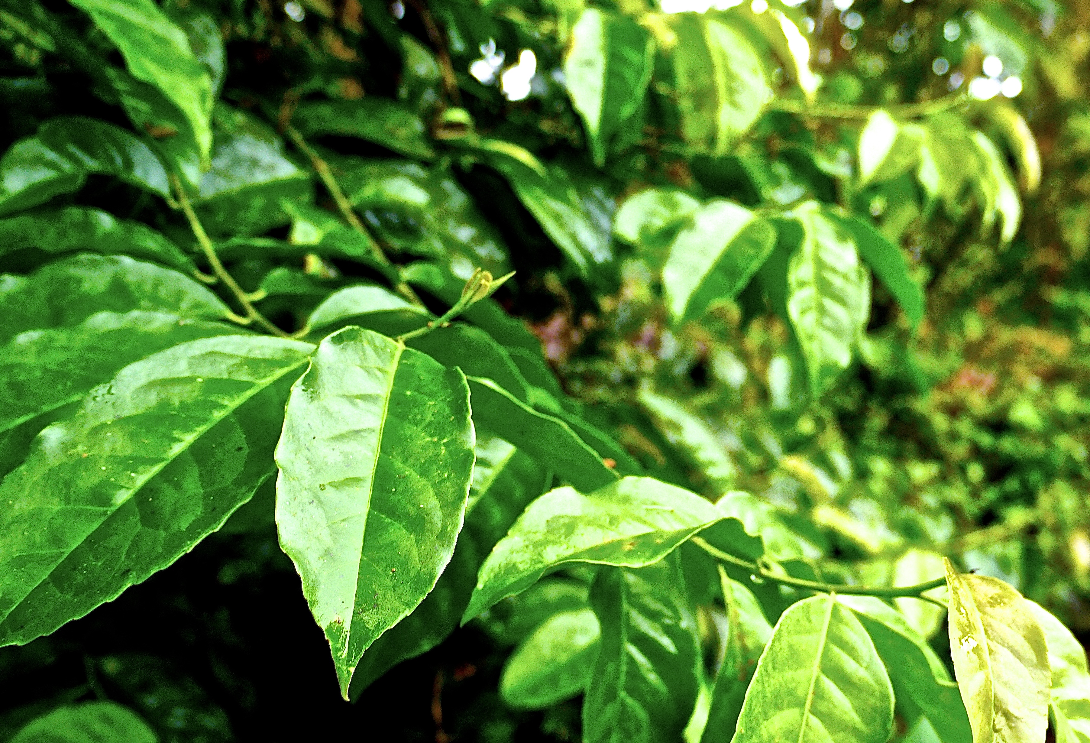 AMATEA® is exclusively produced by independent farming families, not industrial plantations. Their farms are not mono-crop systems, instead, farmers plant guayusa in similar growing techniques to agroforestry and permaculture in which crops are grown among trees and other vegetation utilizing patterns observed in nature. Growing in this method reduces the need to degrade or cut down the forest and creates a more diverse, productive, profitable, healthy, ecologically sound, and sustainable land-use system.