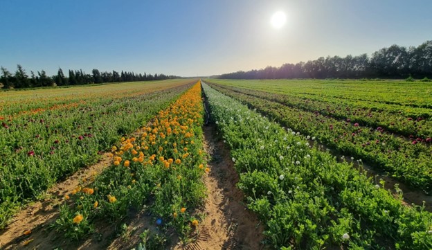 Nursery Smart Irrigation System