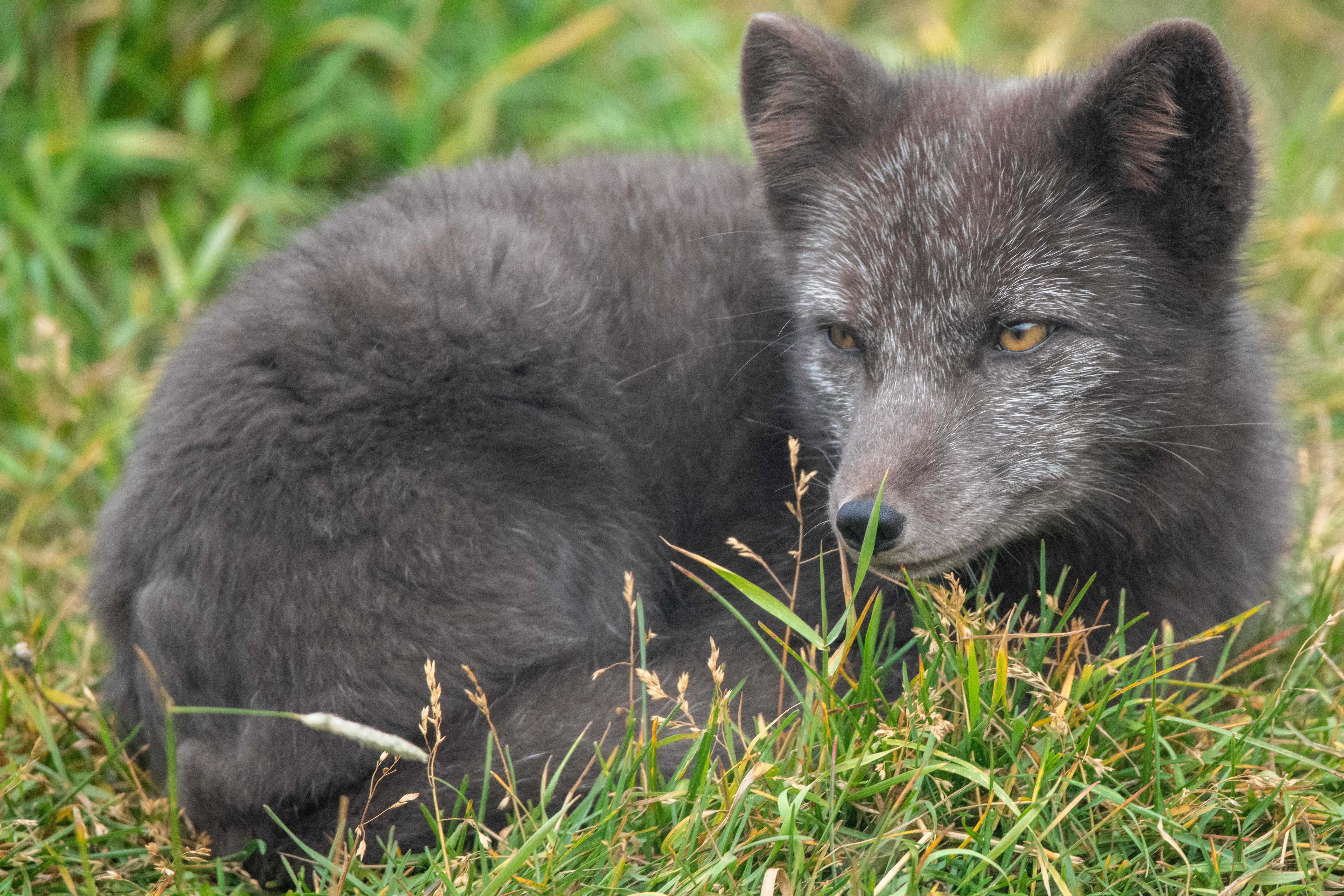 FOCUSING ON THE ARCTIC FOX