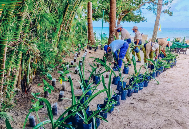 Coastal Dune Restoration at Iberostar Hotels & Resorts