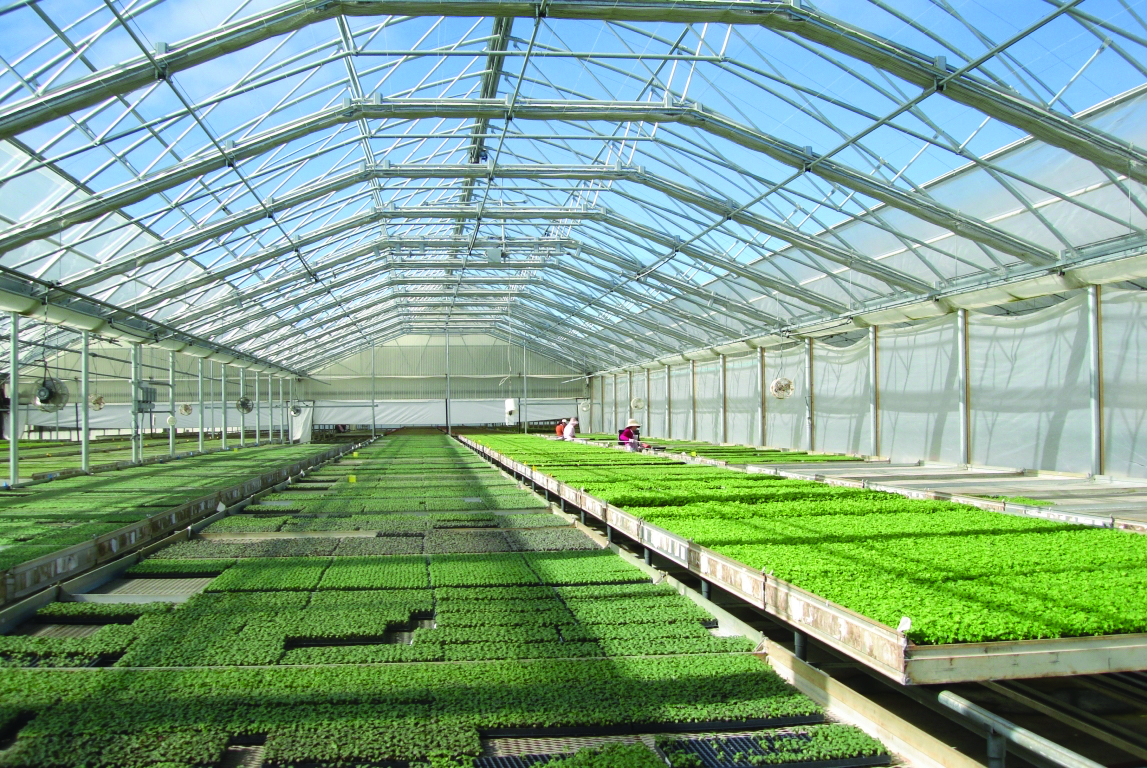 large greenhouse