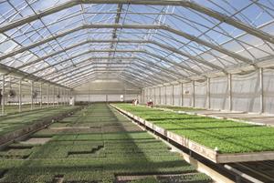 large greenhouse