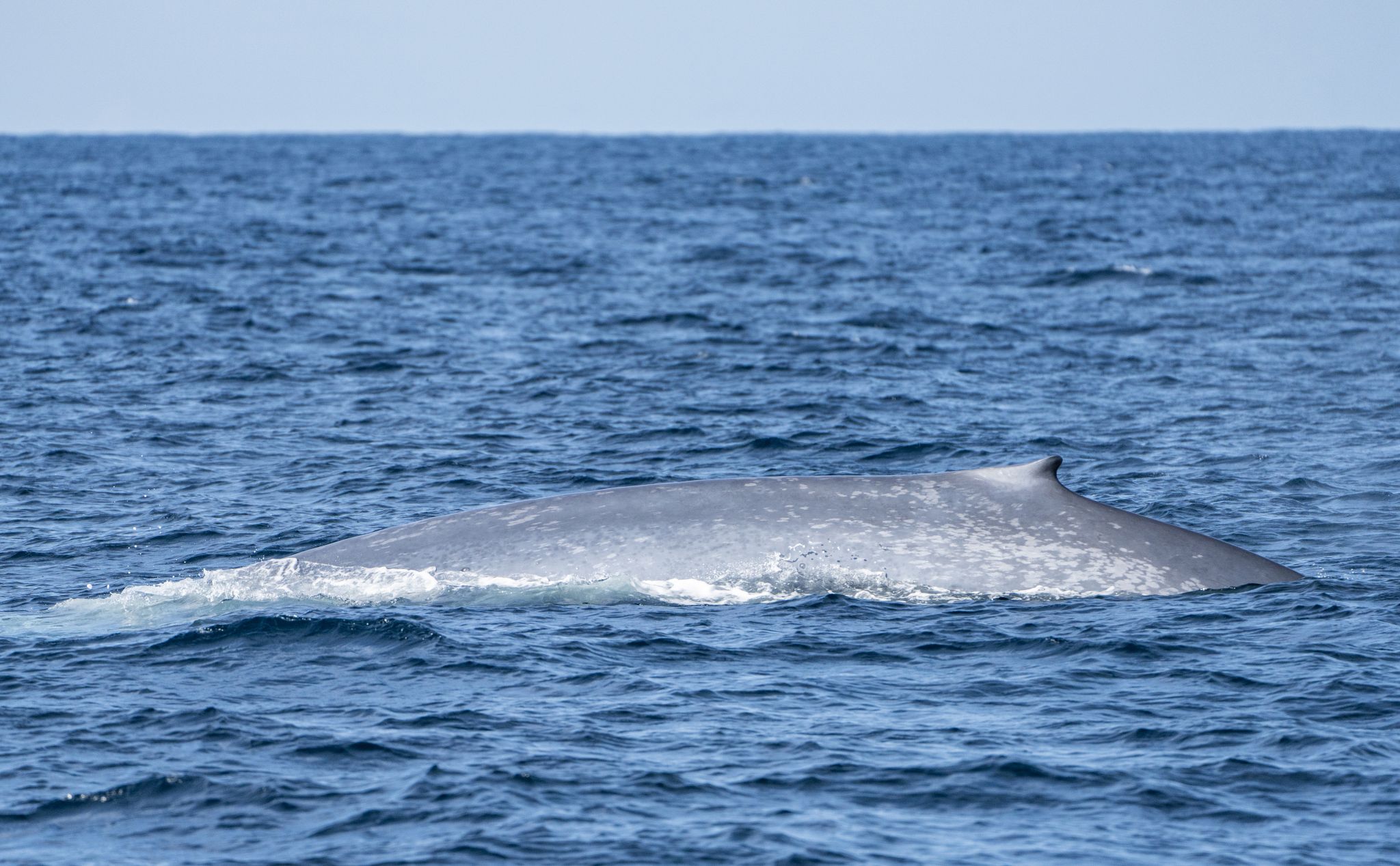 A blue whale swimming at the ocean surface in Atlantic Canadian waters.