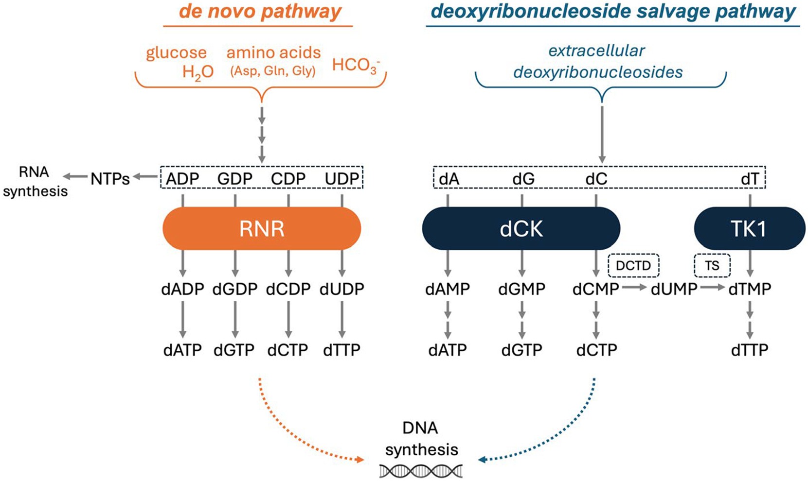 Biochemical pathways for the supply of deoxyribonucleoside triphosphate pools. TRE-515 blocks the salvage pathway, which becomes upregulated during cancer growth and autoimmune disease.