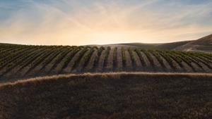 The organically farmed vineyards in Paso Robles that produce the Be-Leaf grapes.