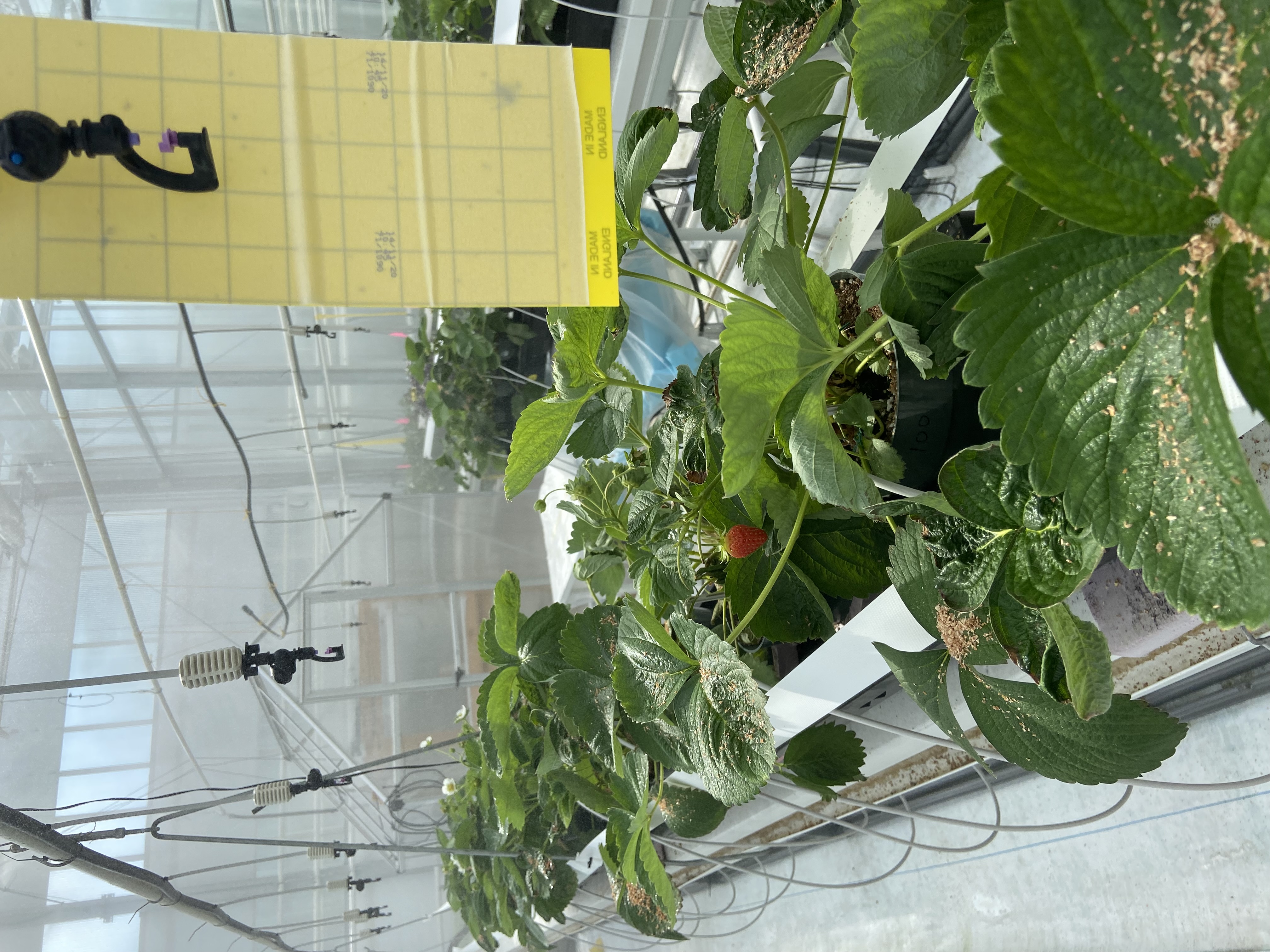 Greenhouse image - KPU