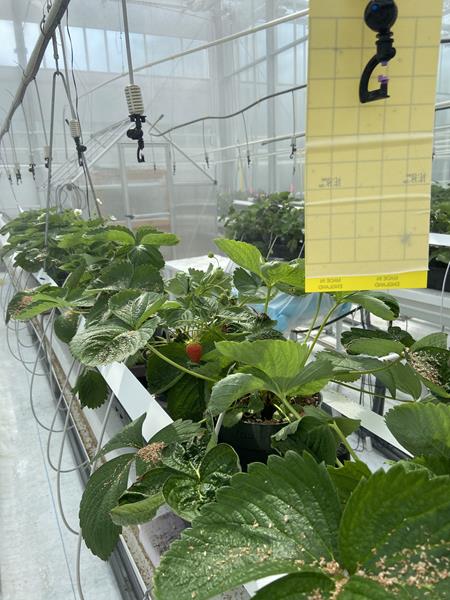 Greenhouse image - KPU
