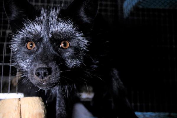 Raccoon dog from an investigation at a Finnish Fur Farm.
Credit: Jay Akbar/Mail Online