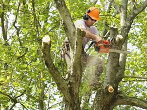 Featured Image for Tree Service Houston