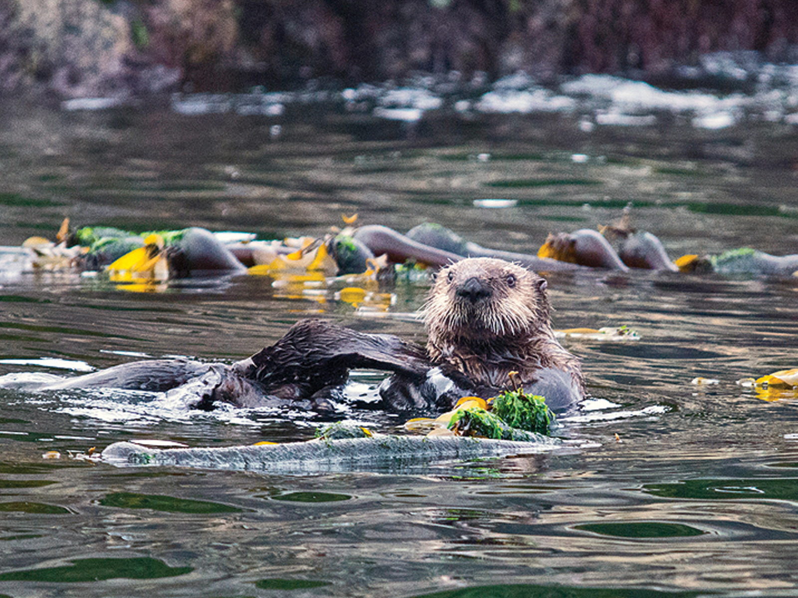 Kelp Forest Monitoring Launch Image 4