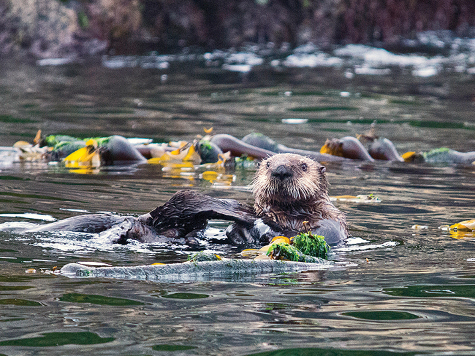 A sea otter lounges amongst the kelp forests in BC