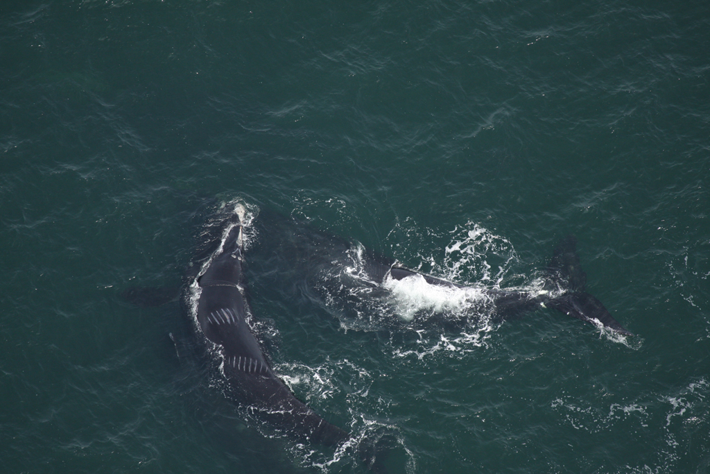 North Atlantic right whale with ship propeller scars