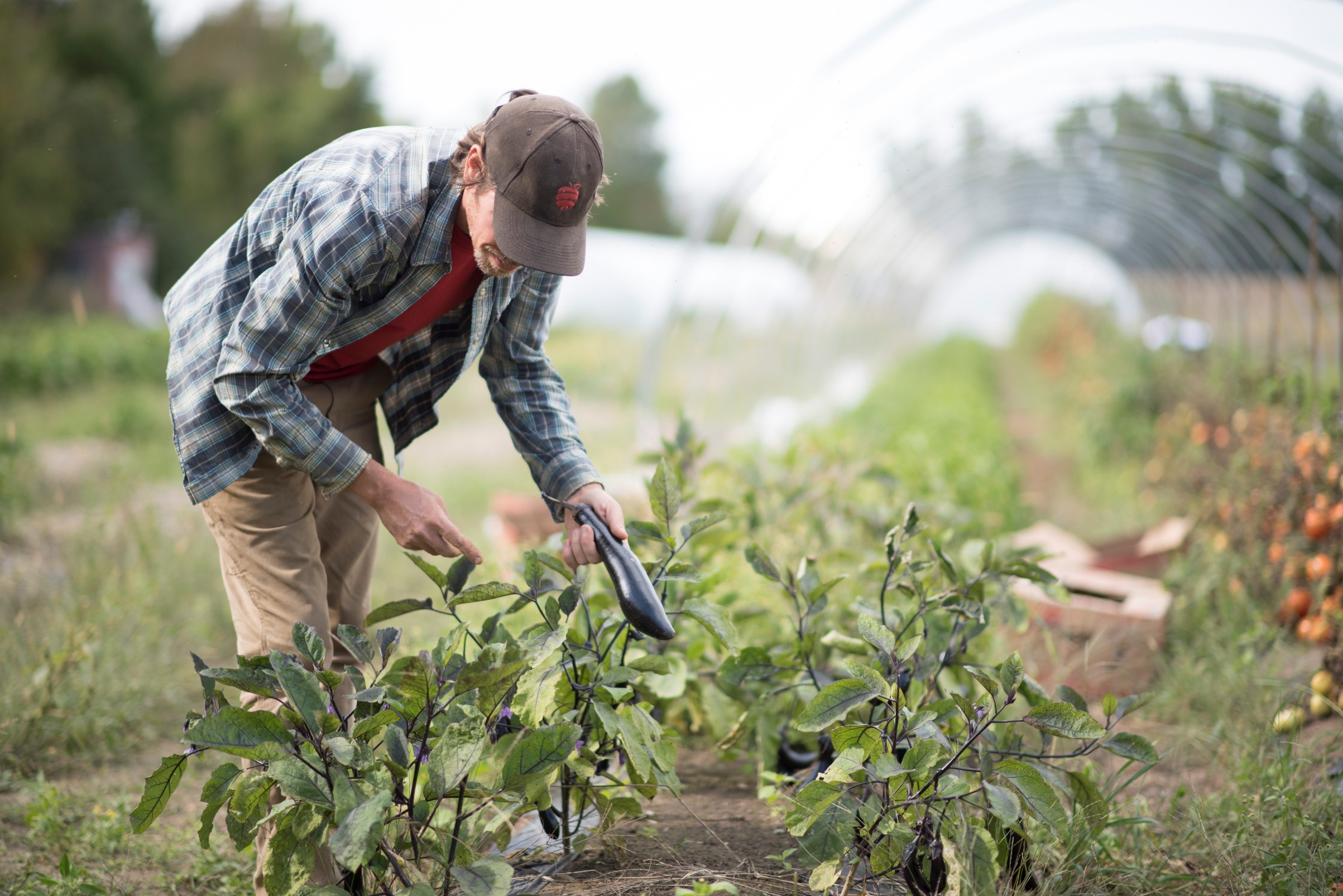 An employee in a garden picking eggplants