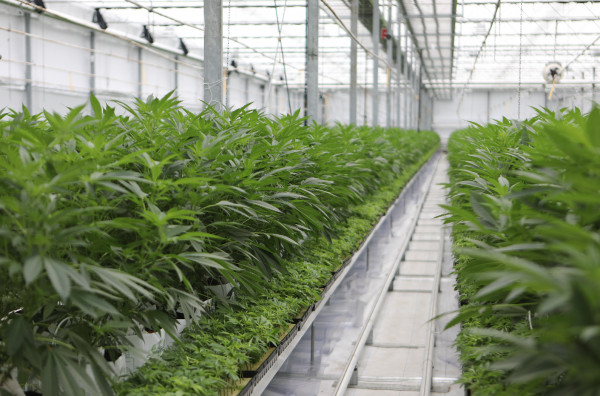 Cannabis Greenhouse