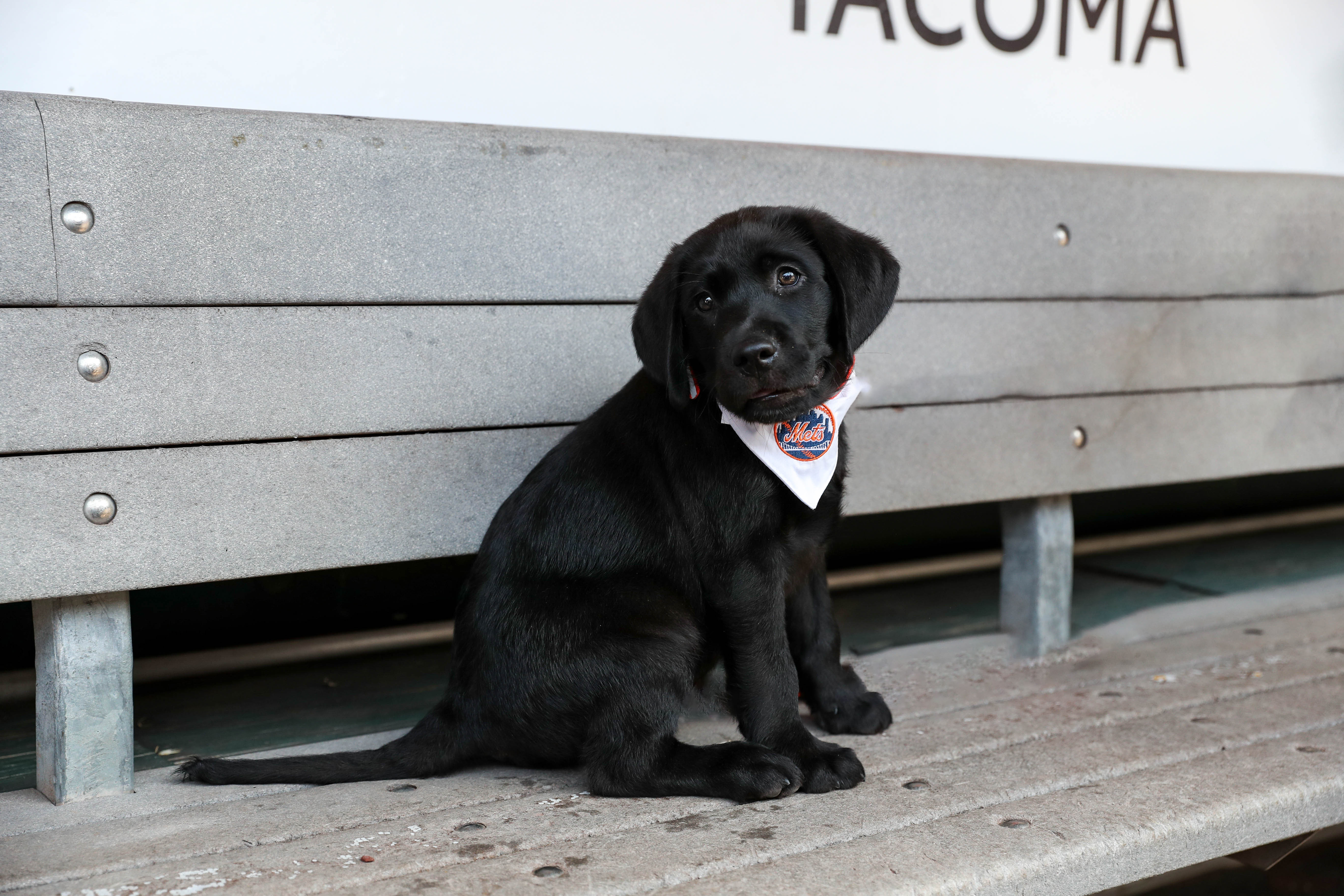 Help name the Mets' new service puppy in training