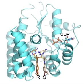 Co-crystal 3D structure of the drug bound to the target enzyme, dCK, at the deoxycytidine binding site.