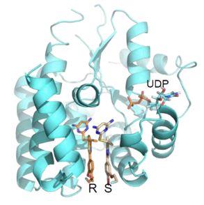 Co-crystal 3D structure of the drug bound to the target enzyme, dCK, at the deoxycytidine binding site.