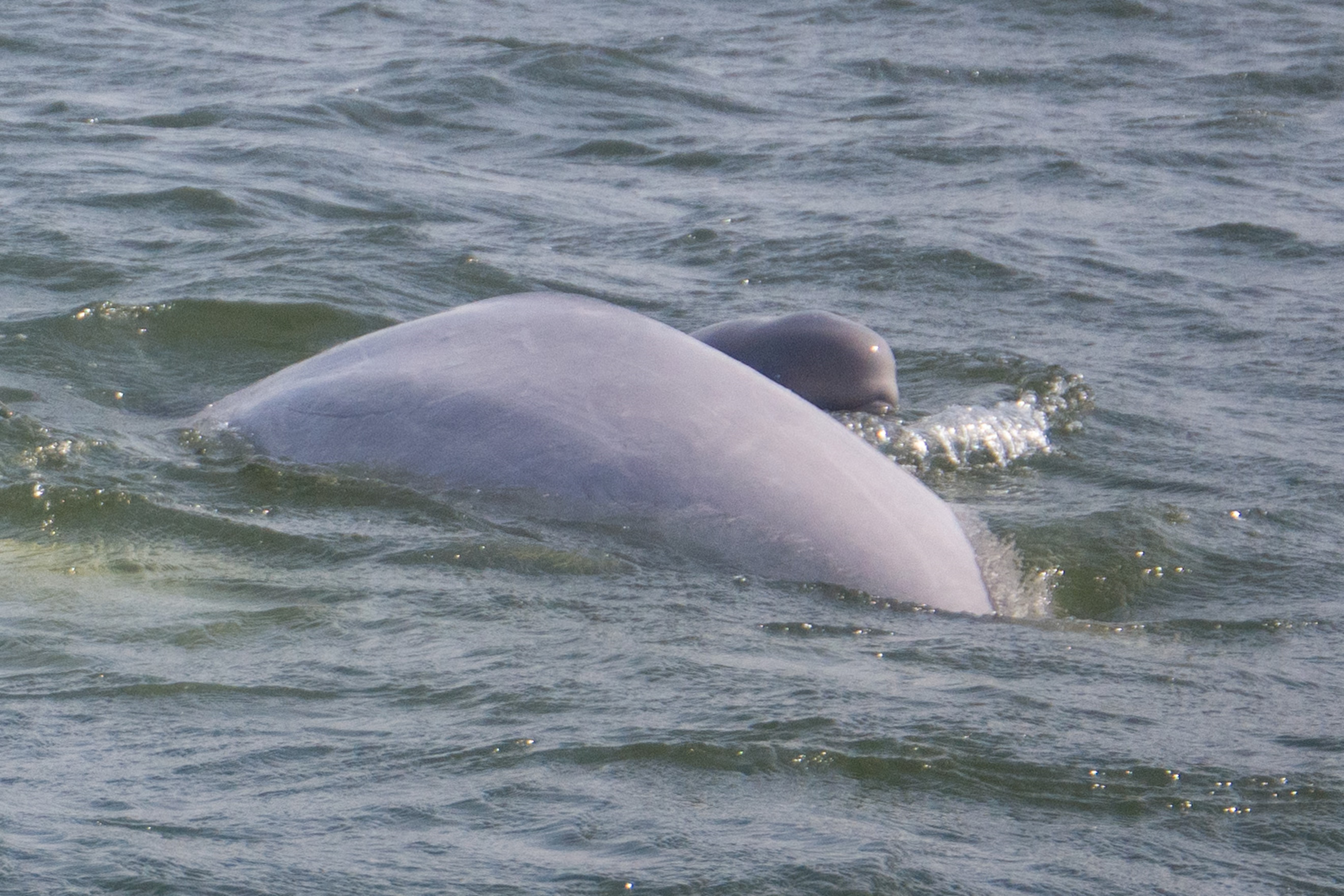 BEAUTIFUL BELUGAS