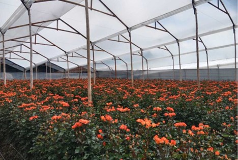 Growing flowers in a greenhouse under a designed irrigation and fertilization protocol