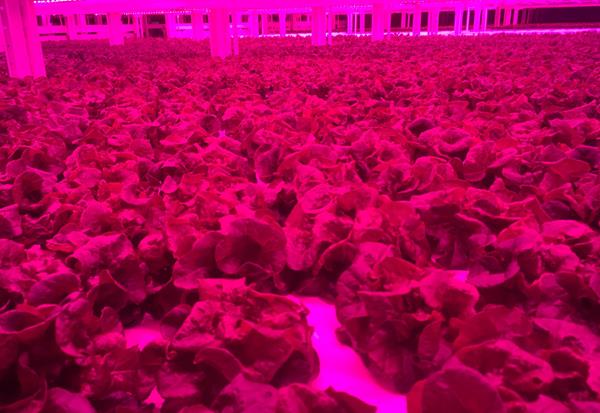 Kalera’s New Facility is the Highest Production Volume Vertical Farm in the Southeast