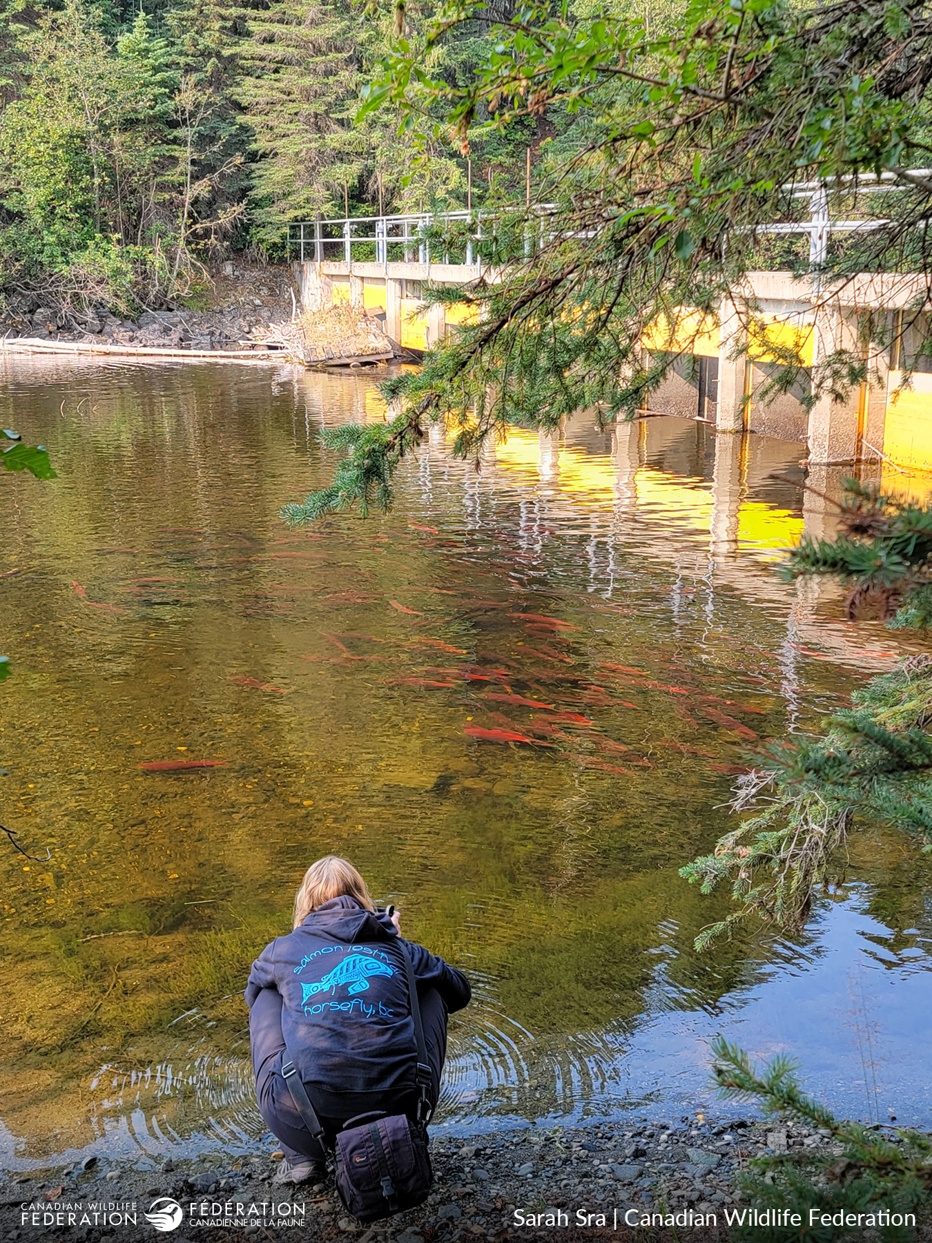 New App Encourages Canadians to Explore Aquatic Barriers Blocking Fish Migration