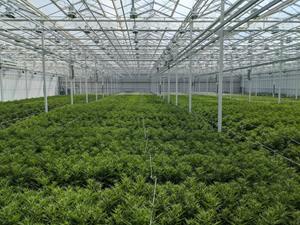 The state-of-the-art Sunens facility, acquired by Auxly Cannabis Group.