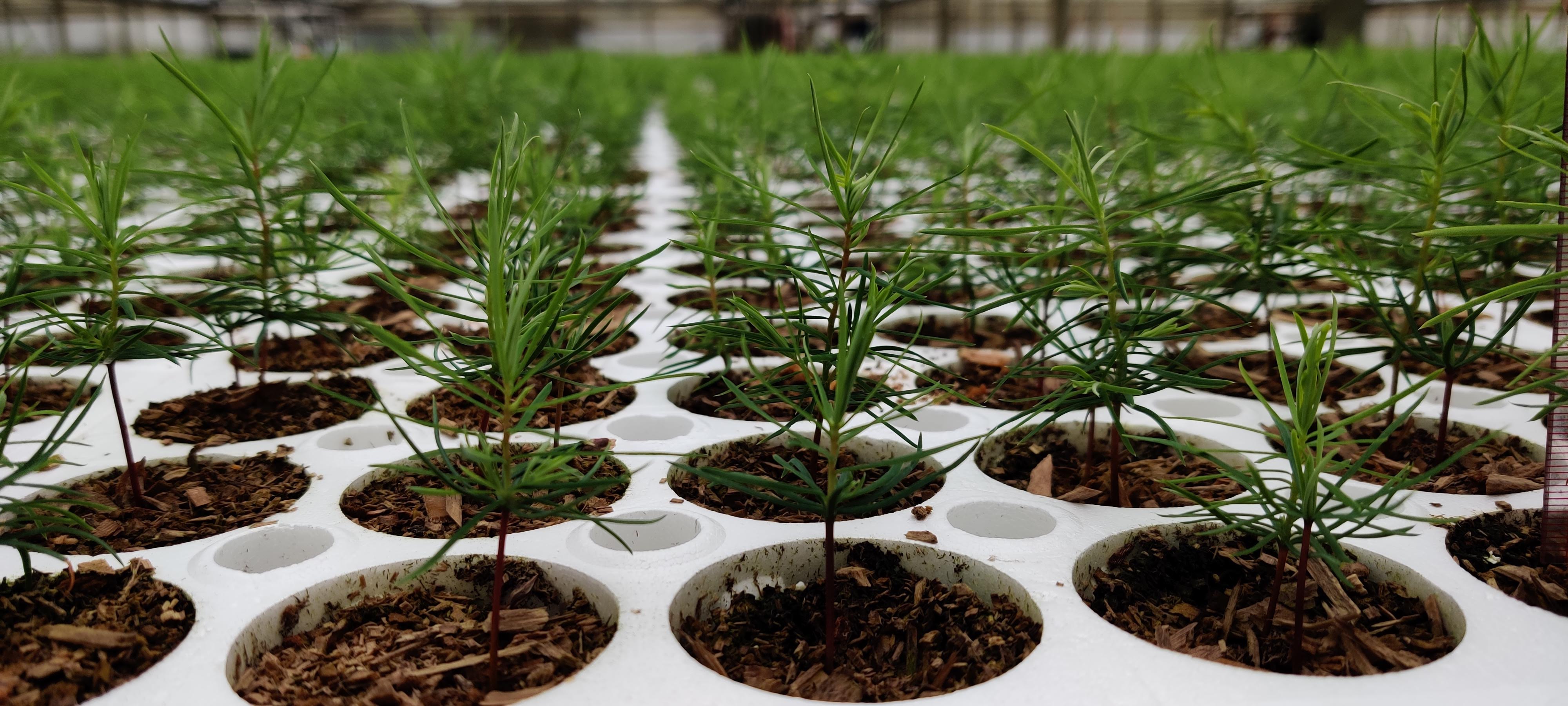 PRT Growing Services