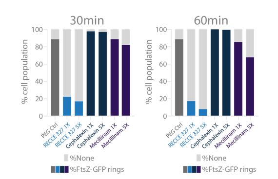 Quantification of FtsZ-GFP rings in E. coli treated with R327 at various timepoints 