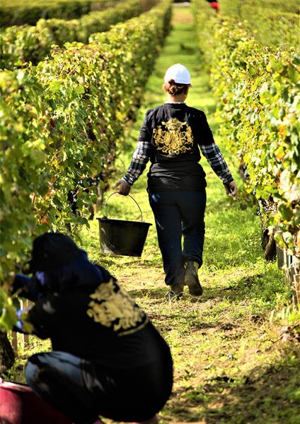 French “Younan Wine Estates” Vintages Enter U.S. Market after Repeated Impressive Ratings
