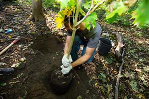 Volunteer Plants A Tree With Tree Canada And The Support of Green Hedge Realty Inc., Brokerage